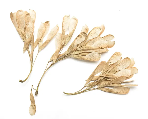 Dry seeds of maple — Stock Photo, Image