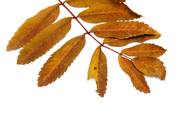 Autumn leaves of a mountain ash — Stock Photo, Image