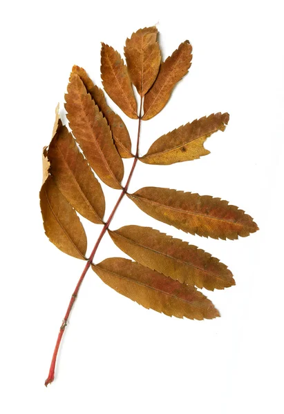 Autumn leaves of a mountain ash — Stock Photo, Image