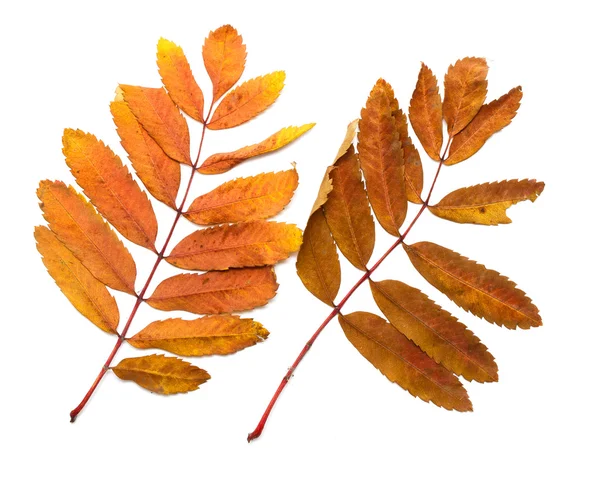 Jesień liści Jarzębina — Zdjęcie stockowe