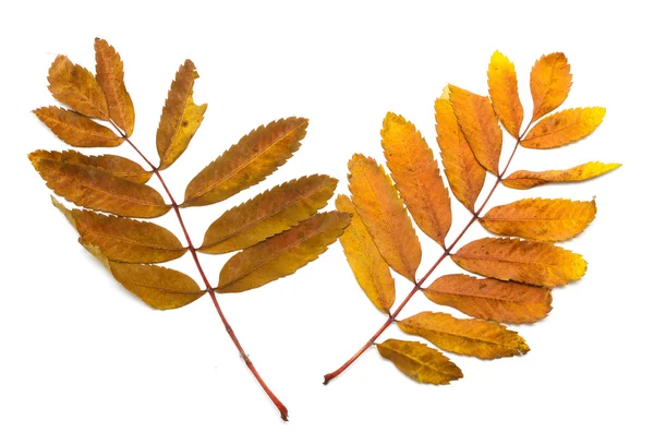 Autumn leaves of a mountain ash — Stock Photo, Image