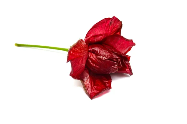 Accueil rose fleur — Photo