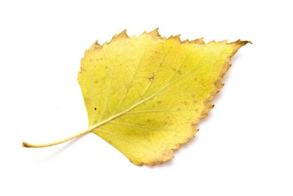 Jesienny liść brzozy — Zdjęcie stockowe
