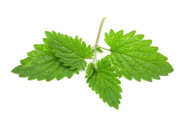 Mint leaves — Stock Photo, Image