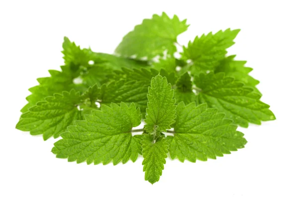 Mint leaves — Stock Photo, Image