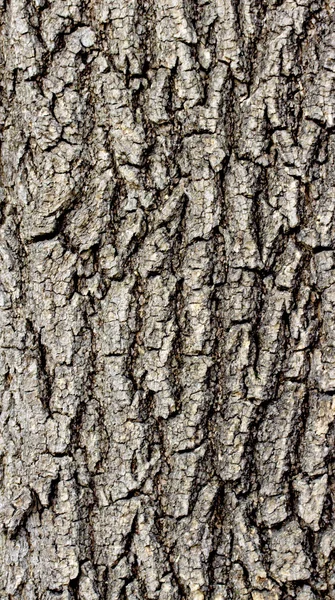 Tree bark texture — Stock Photo, Image