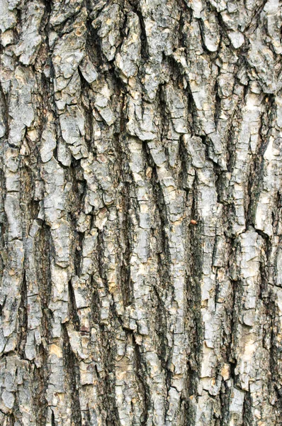 Tree bark texture — Stock Photo, Image