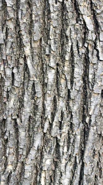 Tree bark texture — Stock Photo, Image