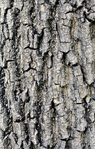 Textura da casca da árvore — Fotografia de Stock