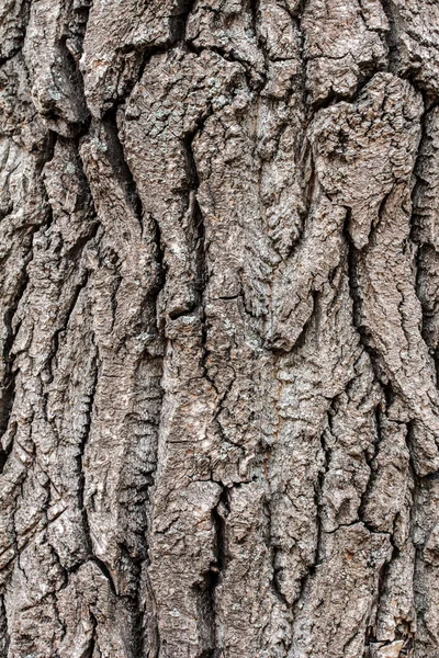 Baumrindenstruktur — Stockfoto