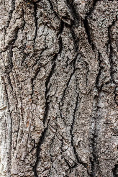 Textura da casca da árvore — Fotografia de Stock