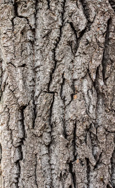 Textura de corteza de árbol —  Fotos de Stock