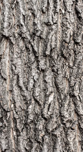 Tree bark texture — Stock Photo, Image