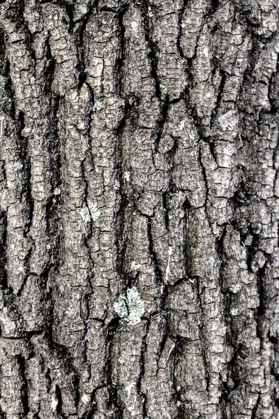 Textura da casca da árvore — Fotografia de Stock