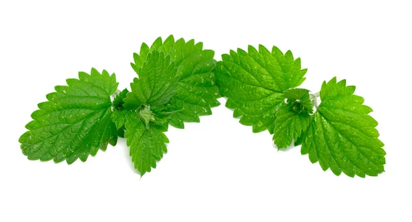 Mint leaves — Stock Photo, Image