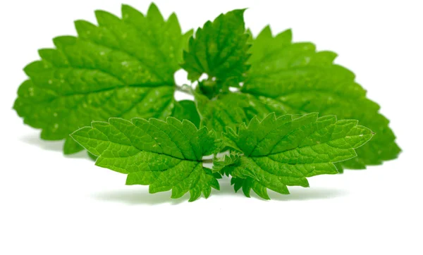 Foglie di menta — Foto Stock