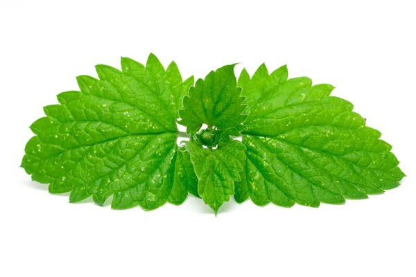 Mint leaves — Stock Photo, Image