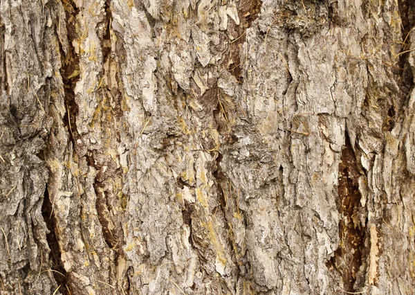 Legno vecchio — Foto Stock