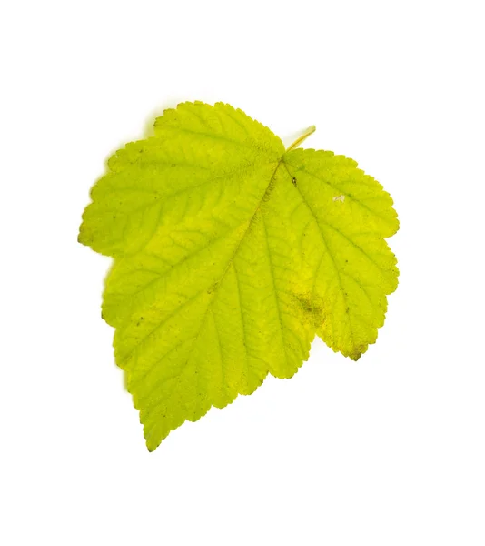 Green autumn leaf — Stock Photo, Image