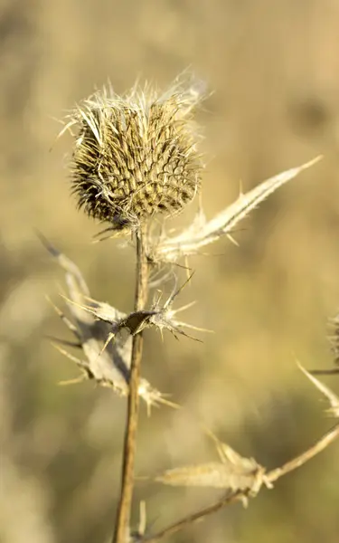 とげのあるスパイクとシスル雑草の芽 — ストック写真