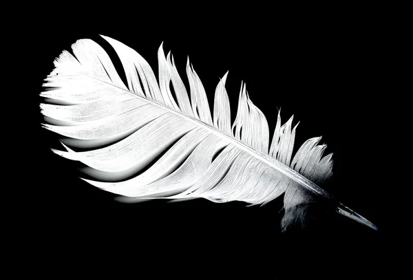 Feather of a bird — Stock Photo, Image