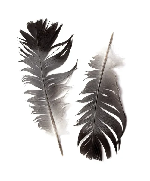 Feathers of a bird — Stock Photo, Image