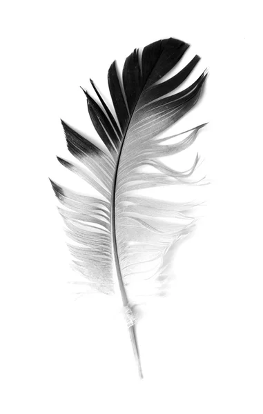 Feather of a bird — Stock Photo, Image