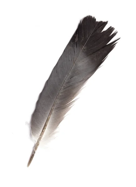 Feather of a bird — Stock Photo, Image