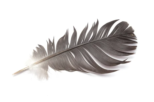 Feather of a bird — Stock Photo, Image