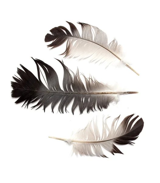 Feathers of a bird — Stock Photo, Image