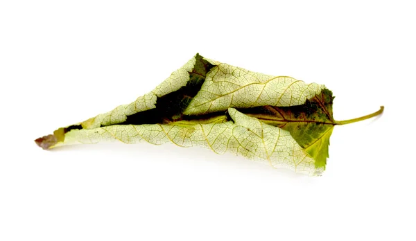 Torra gröna blad — Stockfoto
