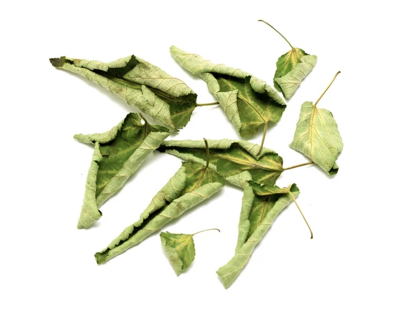 乾燥した緑の葉 — ストック写真