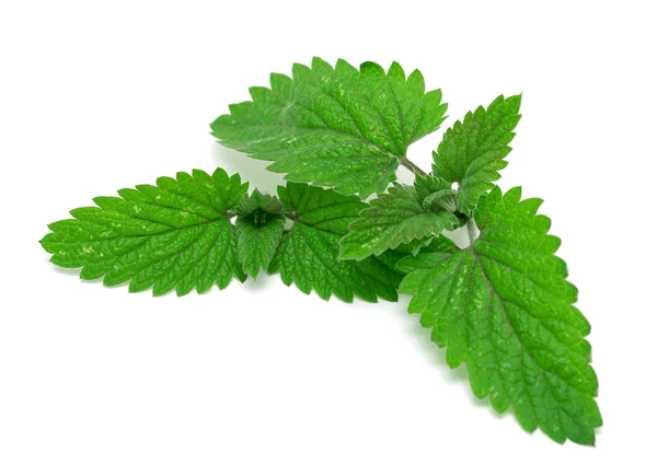 Mint leaves — Stock Photo, Image