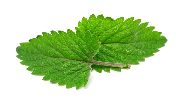 Foglie di menta — Foto Stock