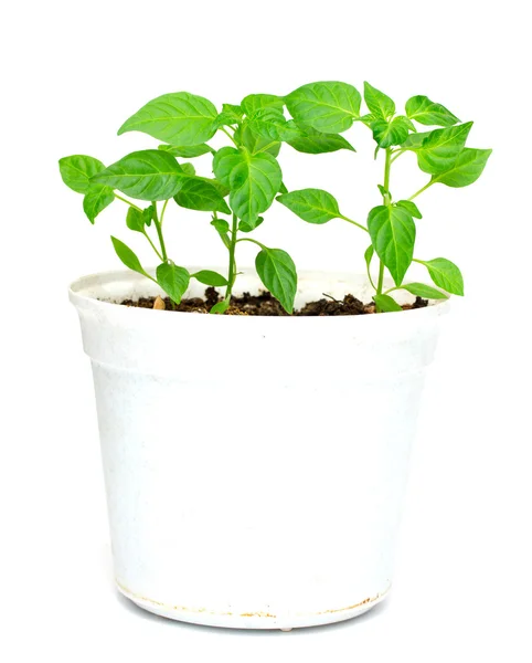 Home plant in ceramic pot — Stock Photo, Image