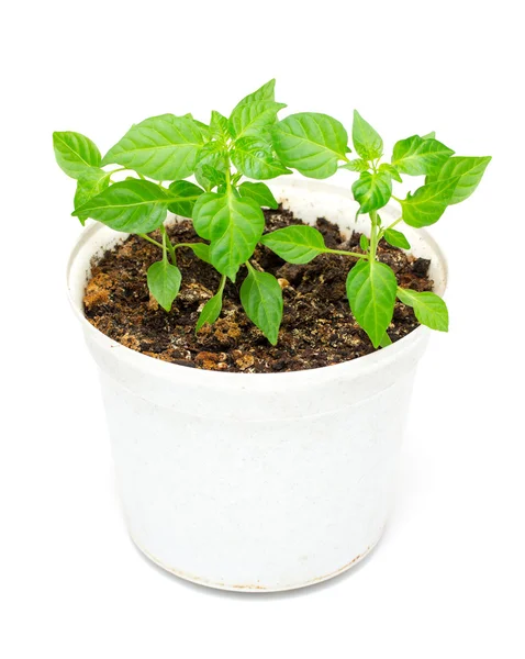 Home plant in ceramic pot — Stock Photo, Image