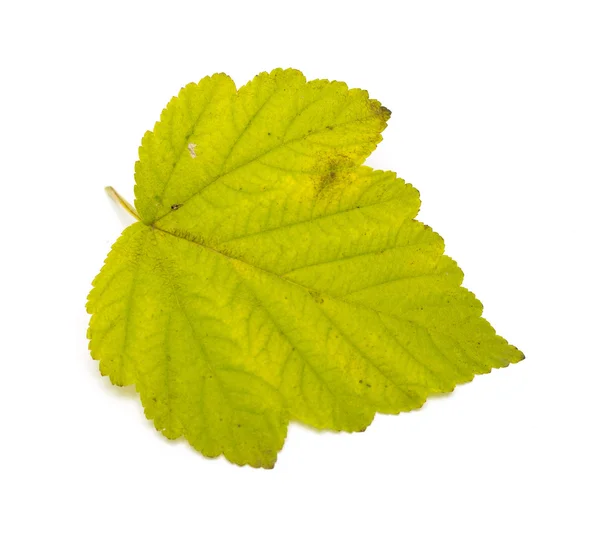 Autumn green leaf — Stock Photo, Image