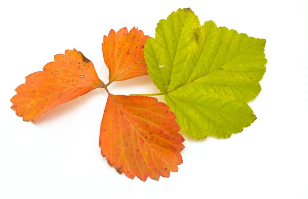 Zelené a oranžové listy — Stock fotografie