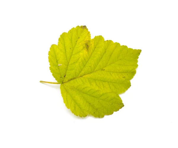 Autumn green leaf — Stock Photo, Image