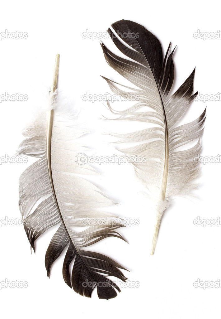 Feathers of a bird
