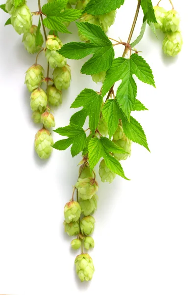 Branch of hops — Stock Photo, Image