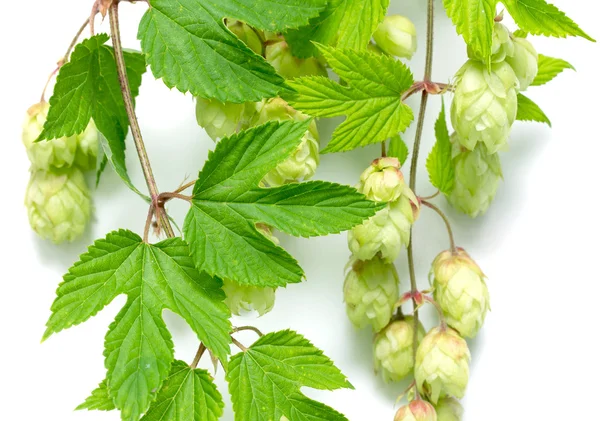 Branch of hops — Stock Photo, Image