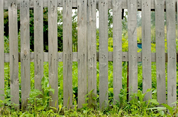 Grass and leaf plant over wood fence — Stock Photo, Image