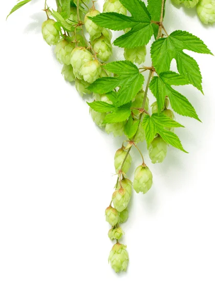 Branch of hops — Stock Photo, Image