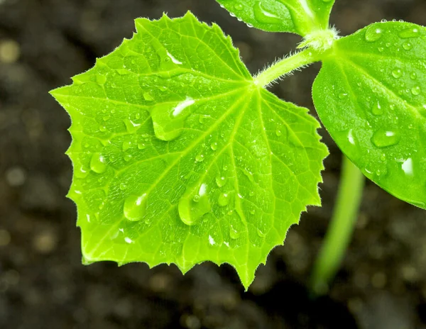 Green plant leaf with water drops — Stock Photo, Image