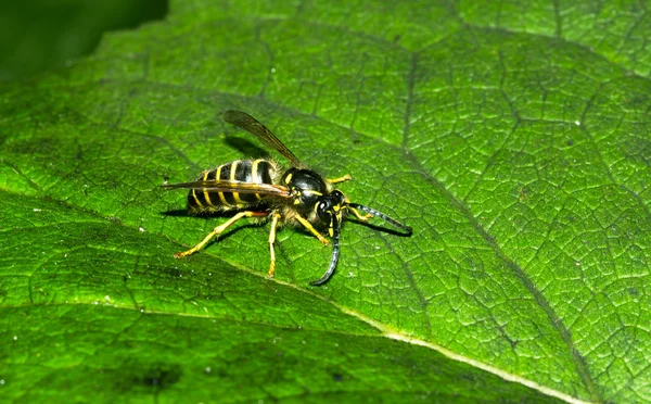 Avispa europea salvaje — Foto de Stock