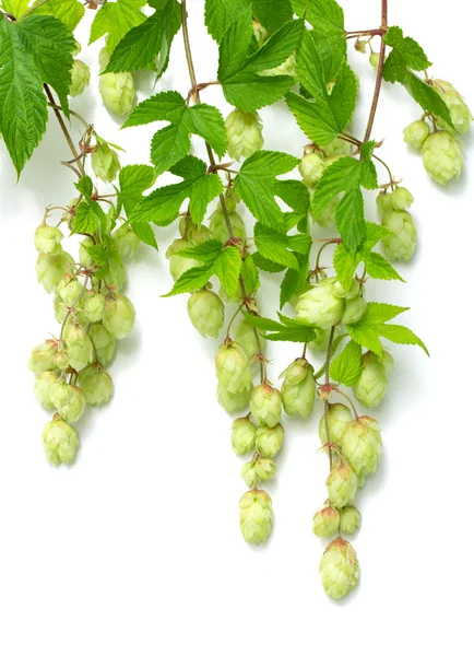 Branch of hops — Stock Photo, Image