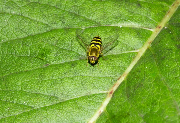 Wild european wasp — Stock Photo, Image