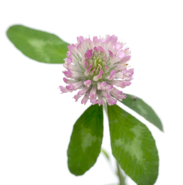 Clover flower — Stock Photo, Image