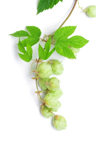 Branch of hops — Stock Photo, Image